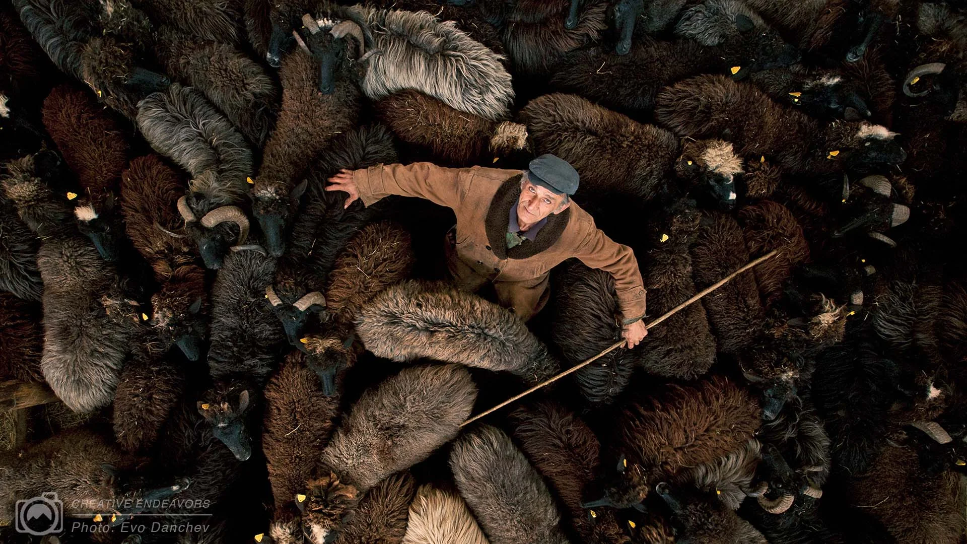 shepherd-with-karakachan-sheep-bulgaria-evo-instructor-portfolio.jpg