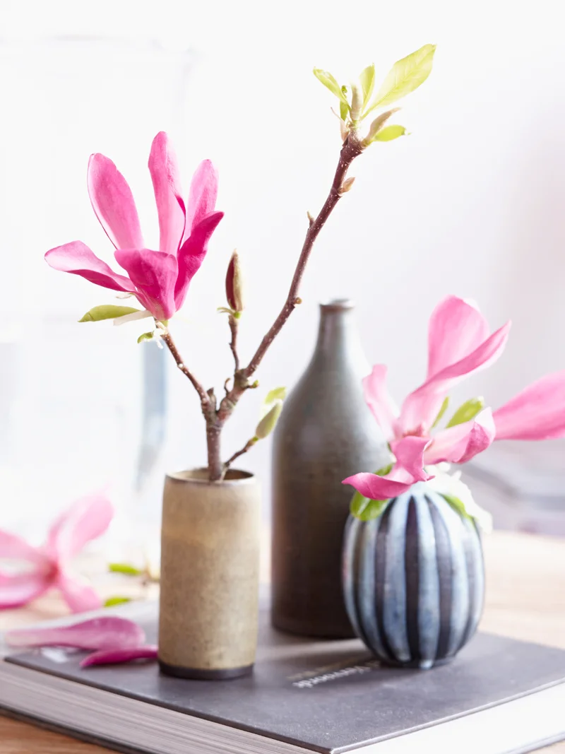 LAH_Magnolien_0387.jpg