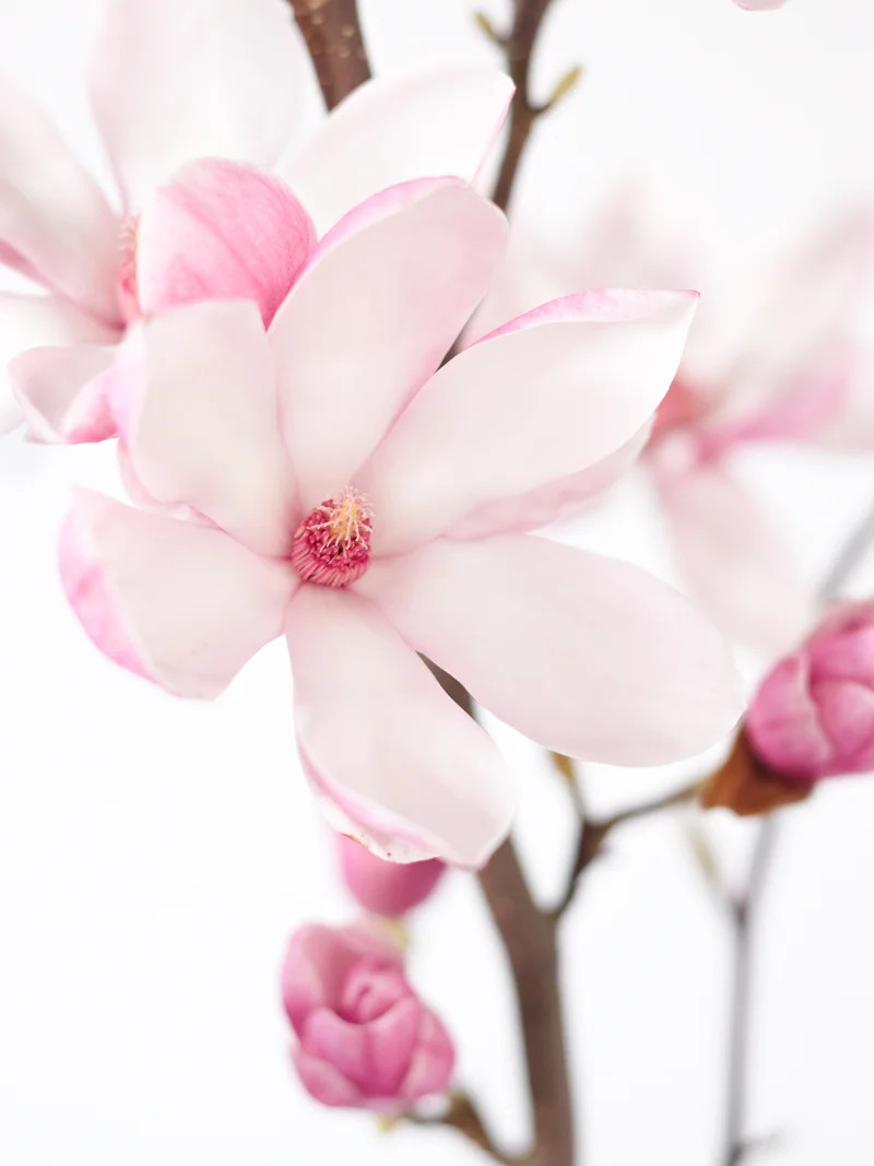 LAH_Magnolien_0401.jpg