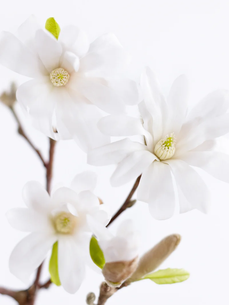 LAH_Magnolien_0657.jpg