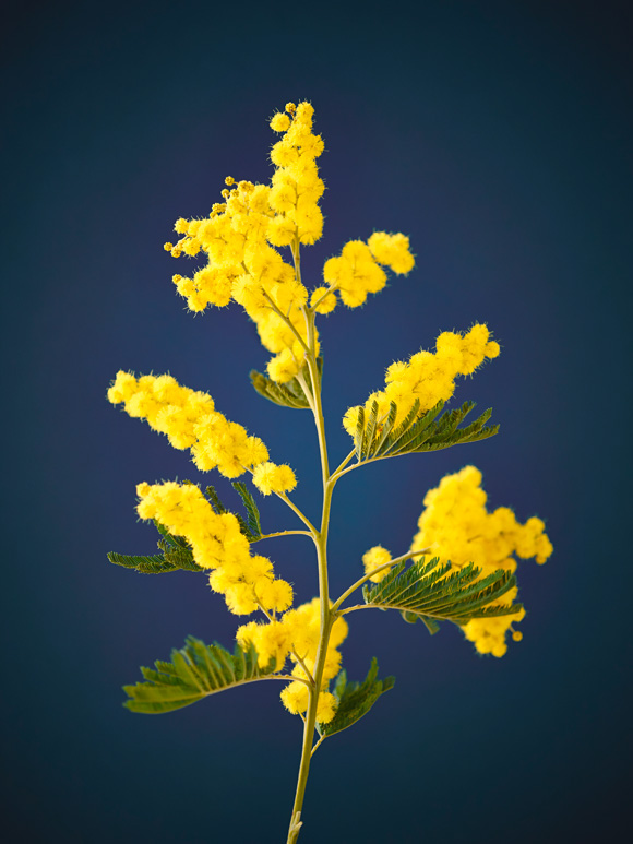 Mimosen_0030.jpg