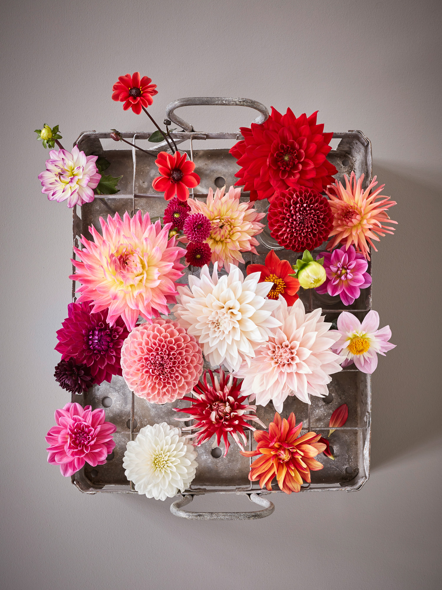 Dahlien-Deko_0434.jpg