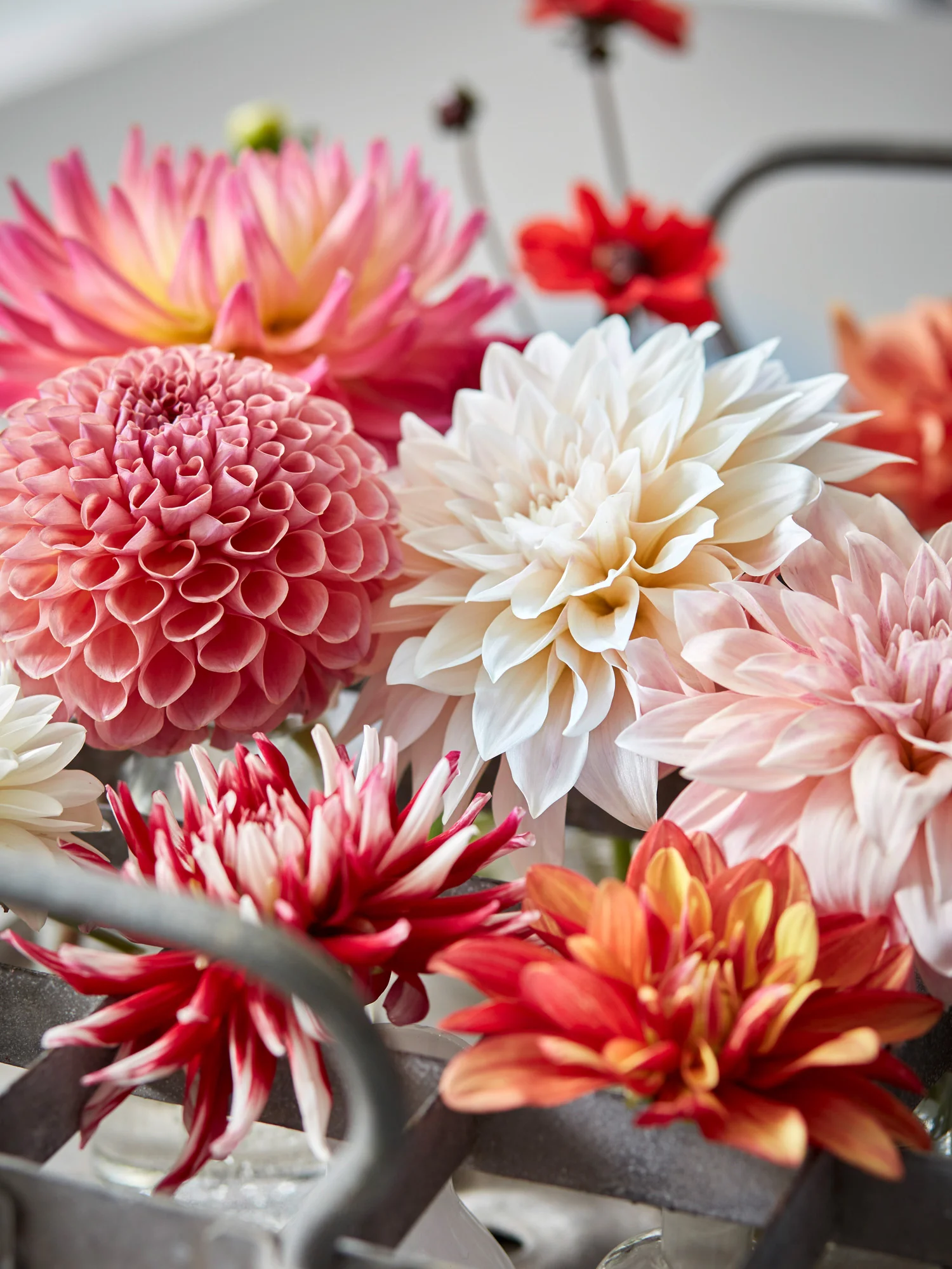 Dahlien-Deko_0478.jpg