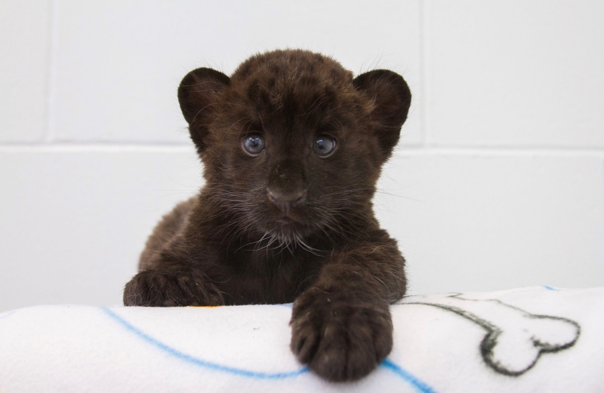 cub 1.png