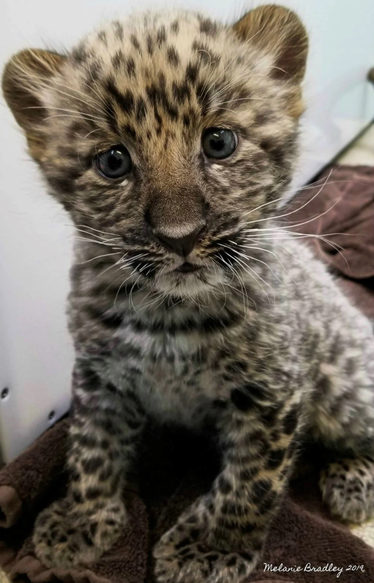 cub 2.png