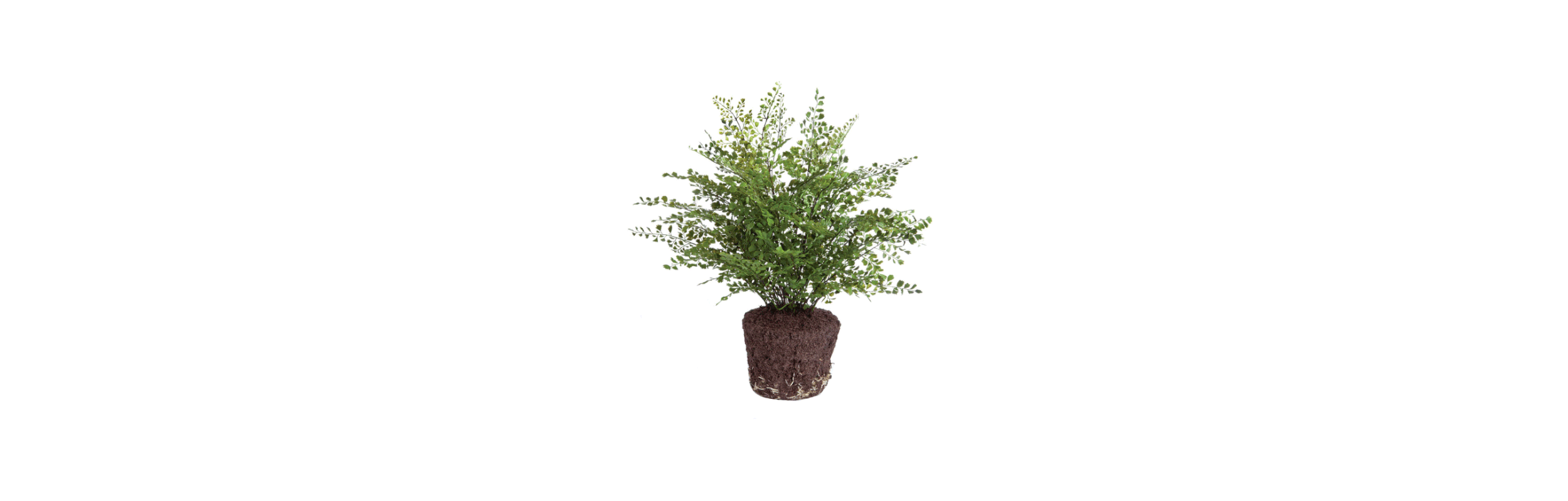 Fern_1600x1600.gif