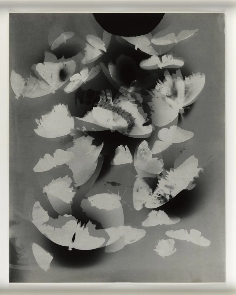 DFrazier_Photogram 127.jpg