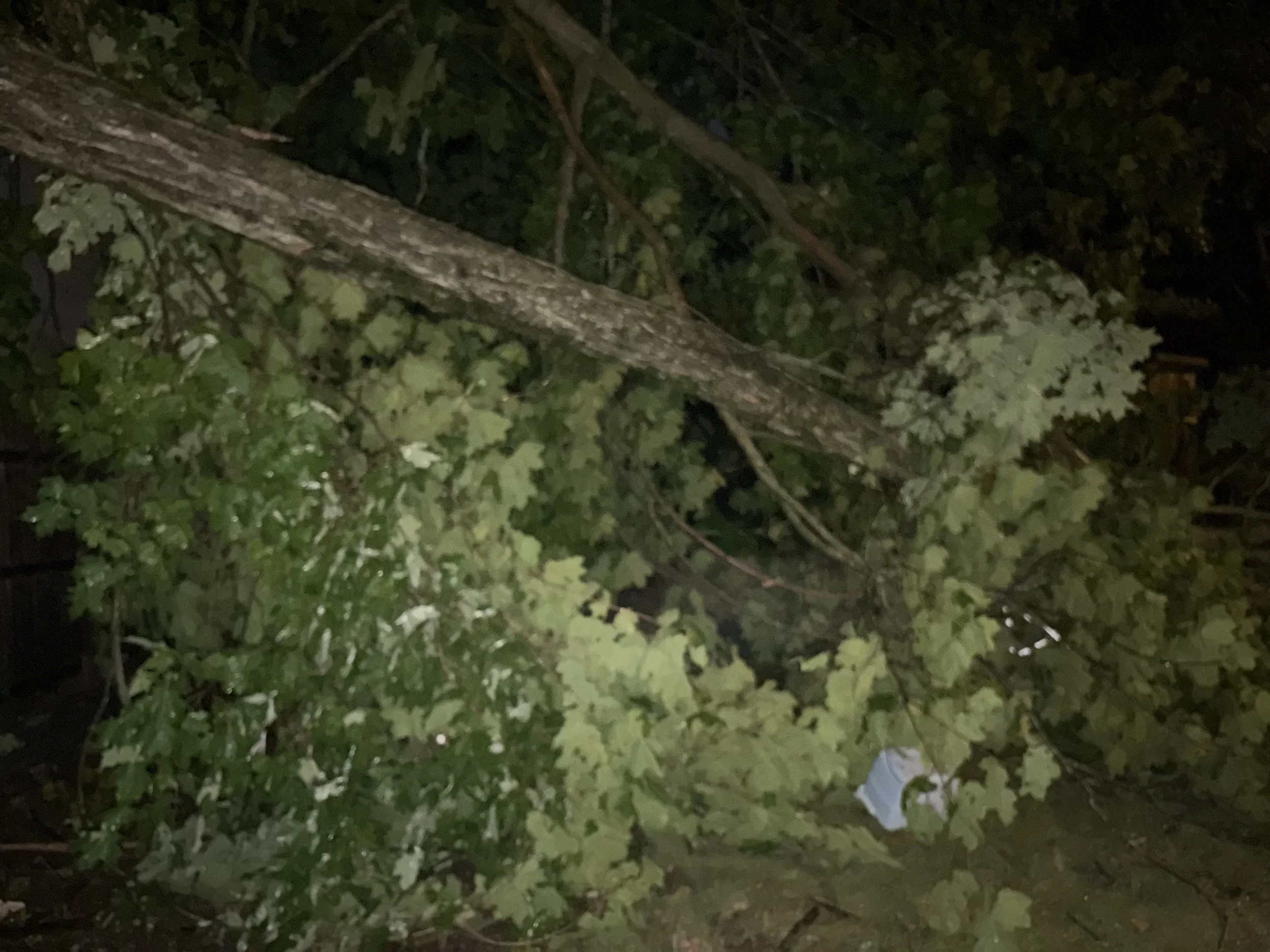 IMG_4261.jpg
