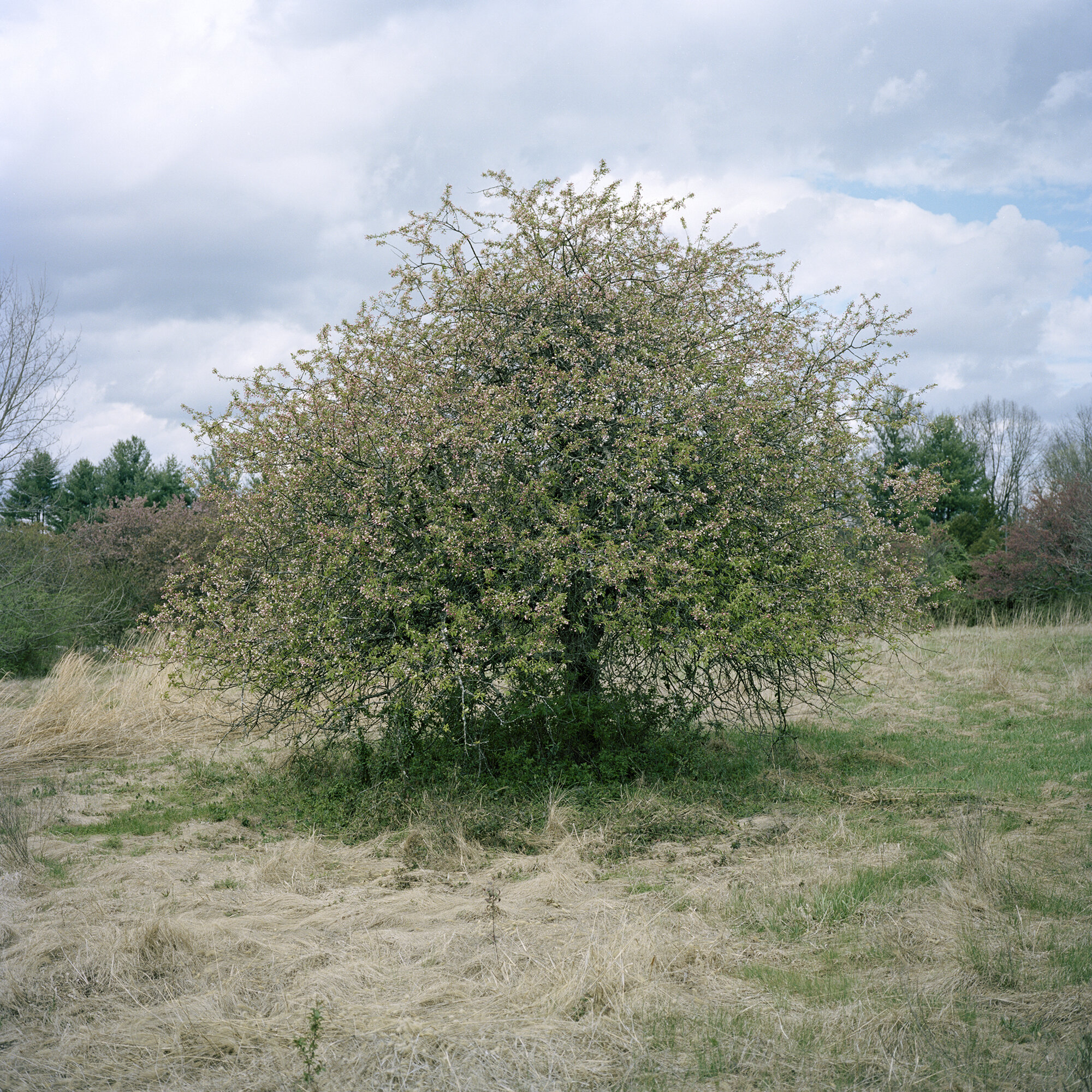 crabapple copy.jpg