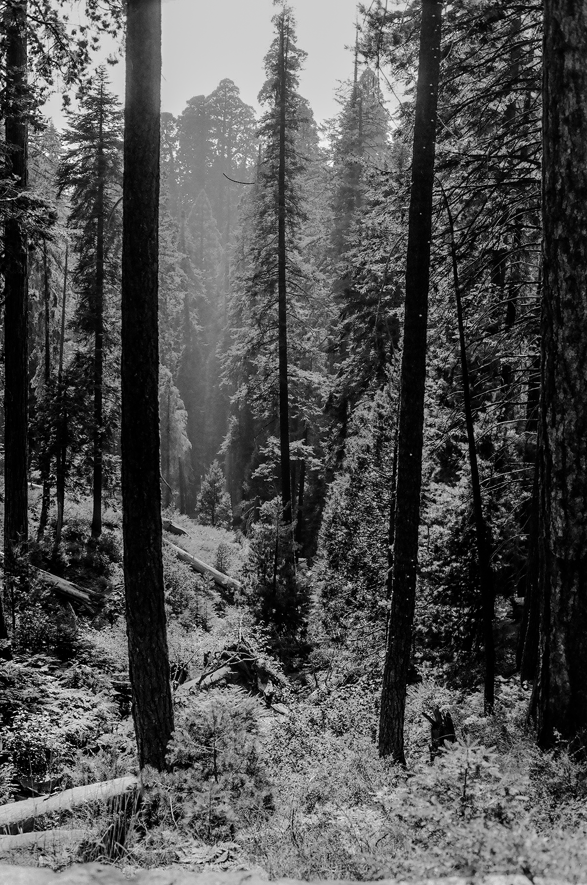 Analog-BW-6.png