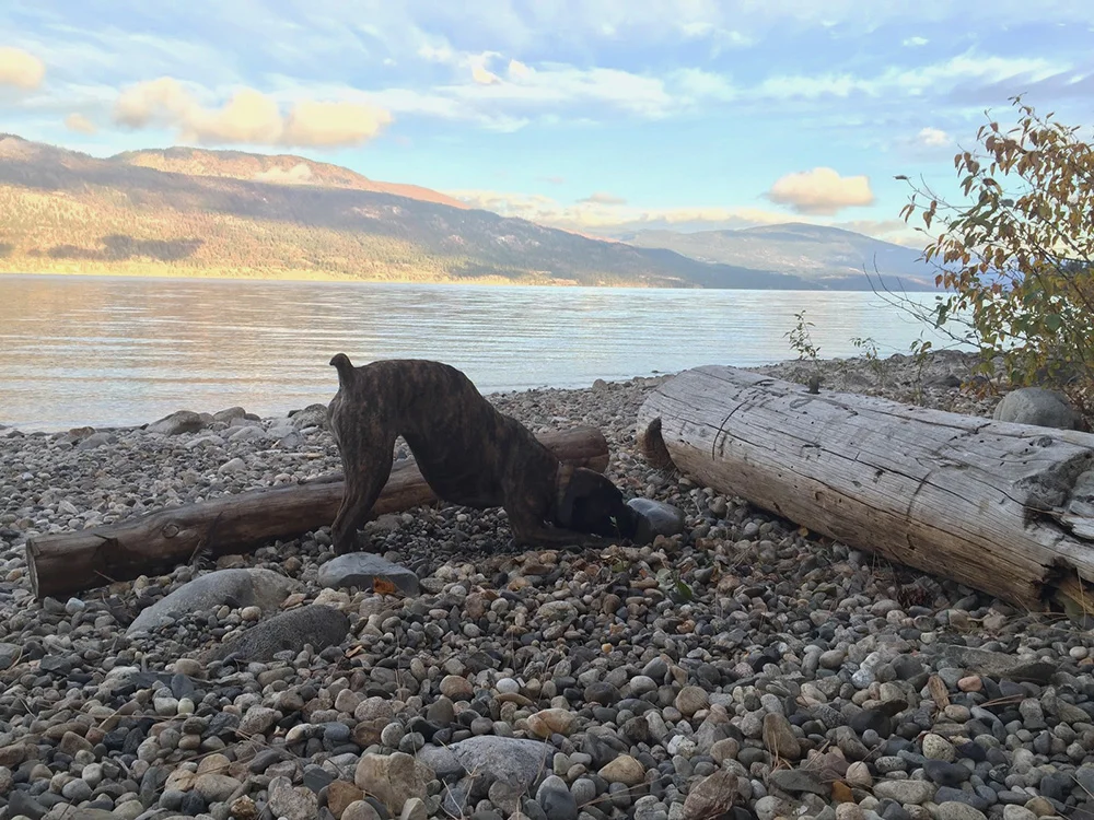 A Little Update on Ollie