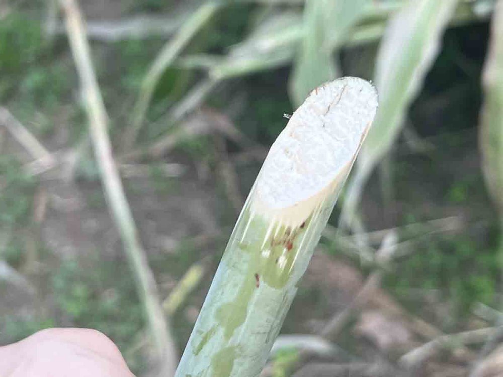 Cut sorghum stalk