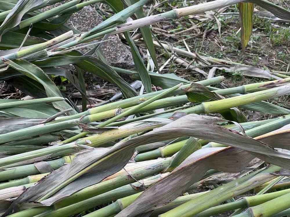 Cut sorghum 