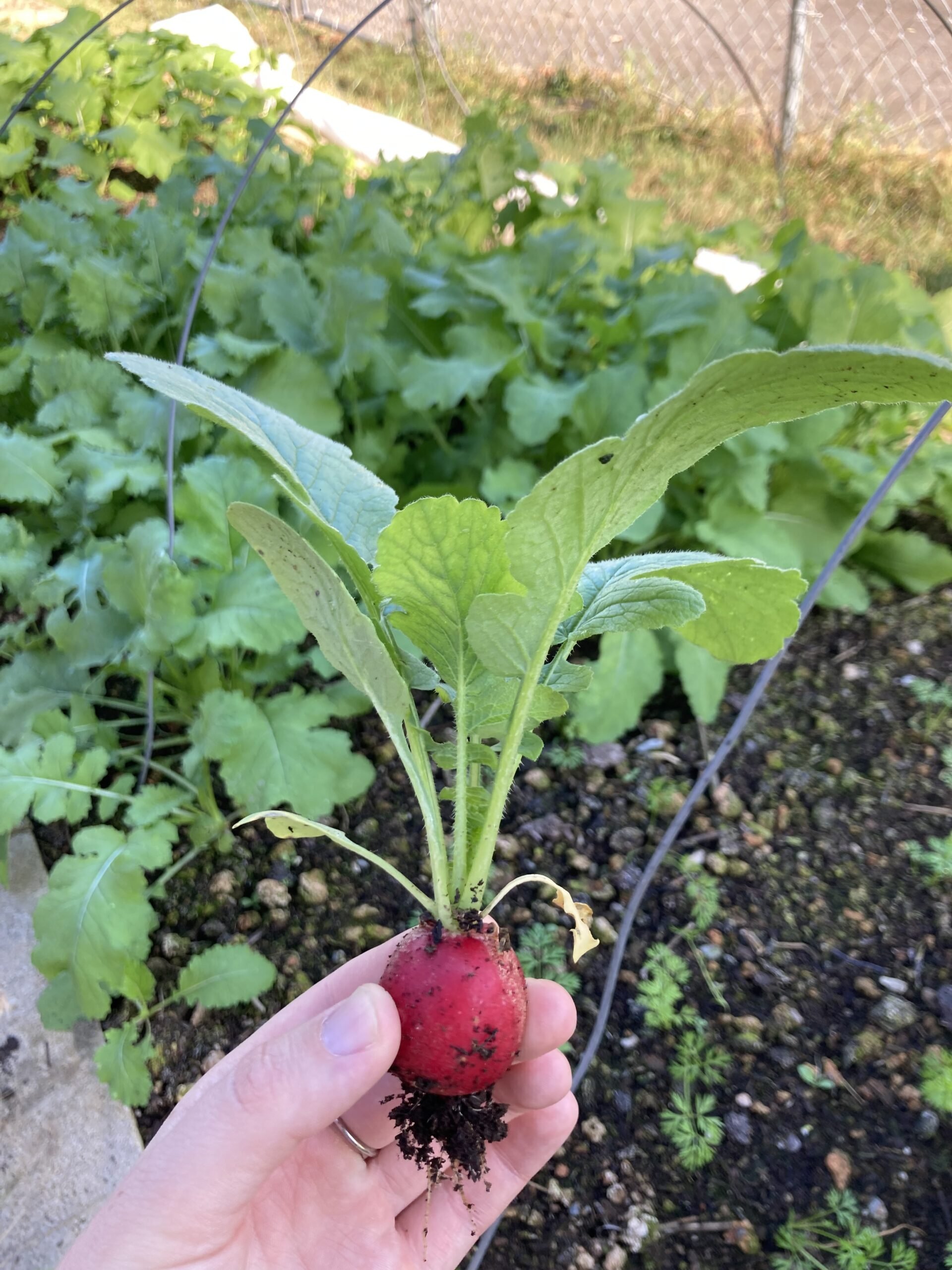 radish.jpg