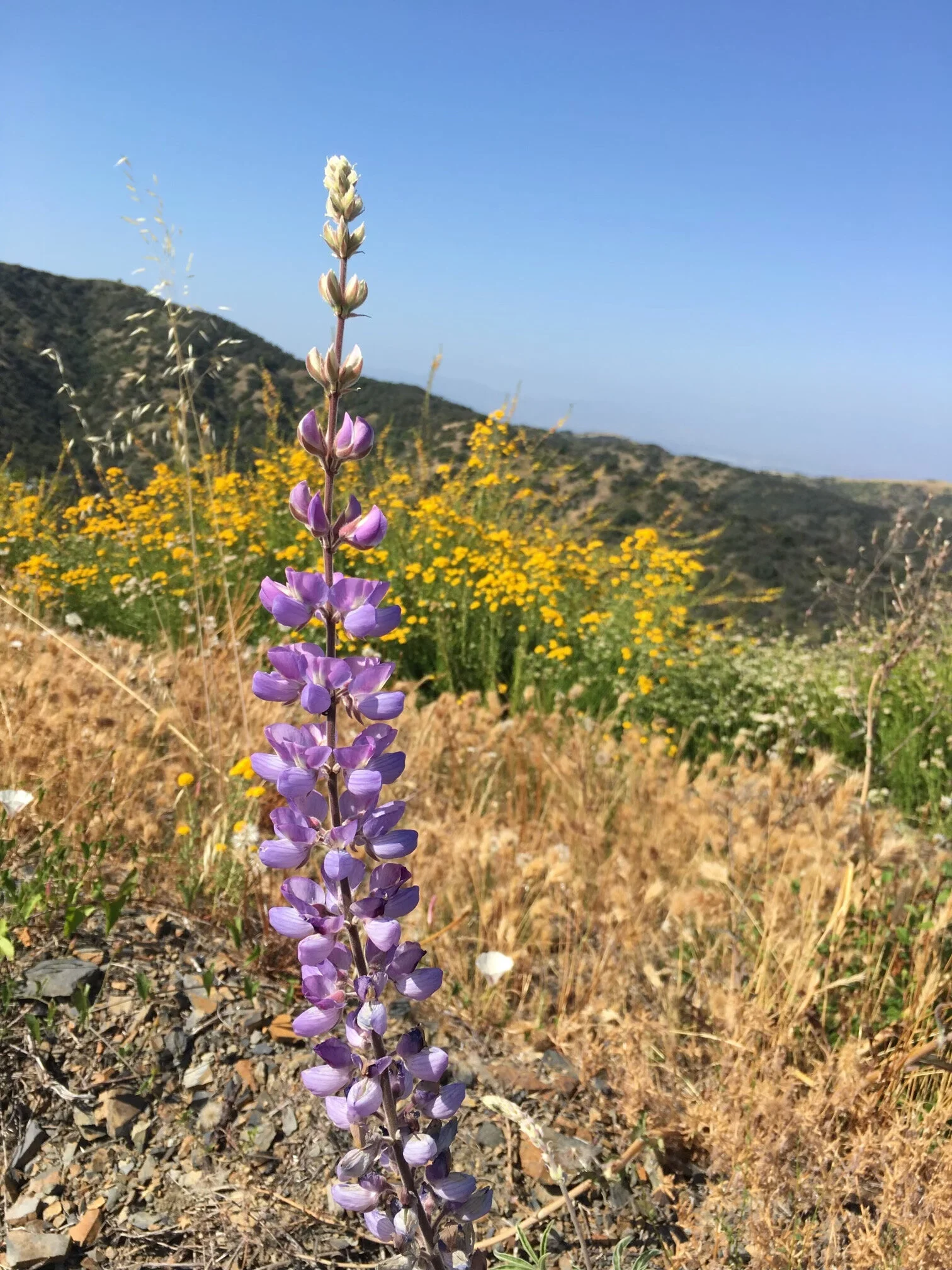 Chinese Medicine or Antihistamines For Allergies: Which is Better?