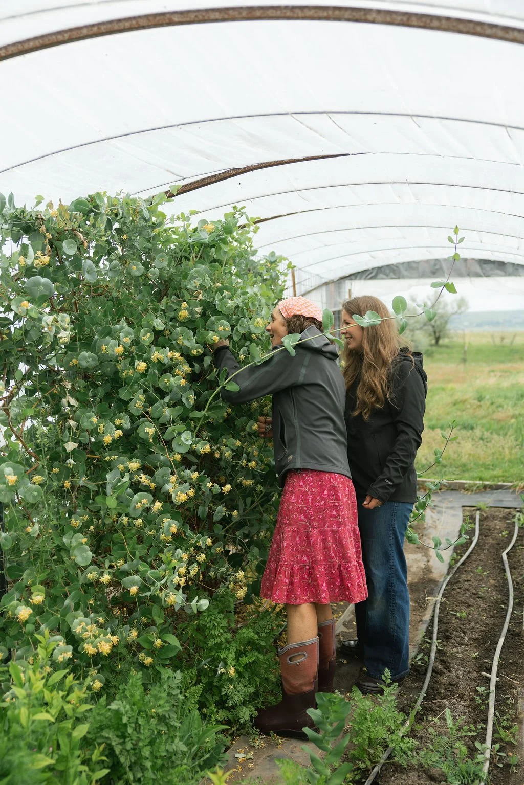 Hannah Ohman and Fiona at Rathvinden Farm looking at a bird's nest in a honeysuckle vine