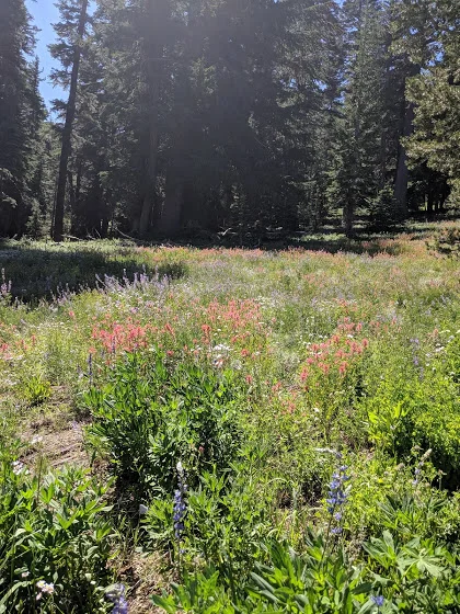 These flowers are wild, man