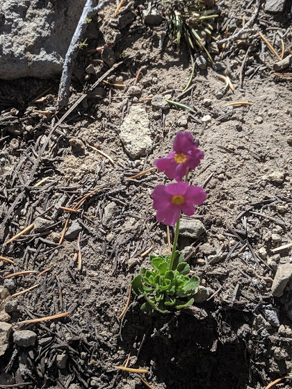A nice lady told me this is Sierra Primrose and it’s really rare