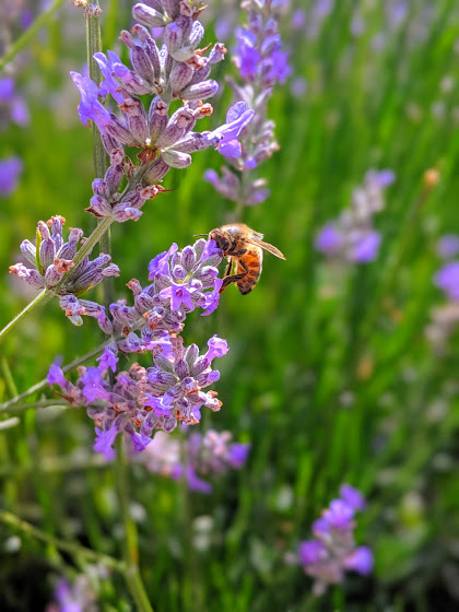 Bee