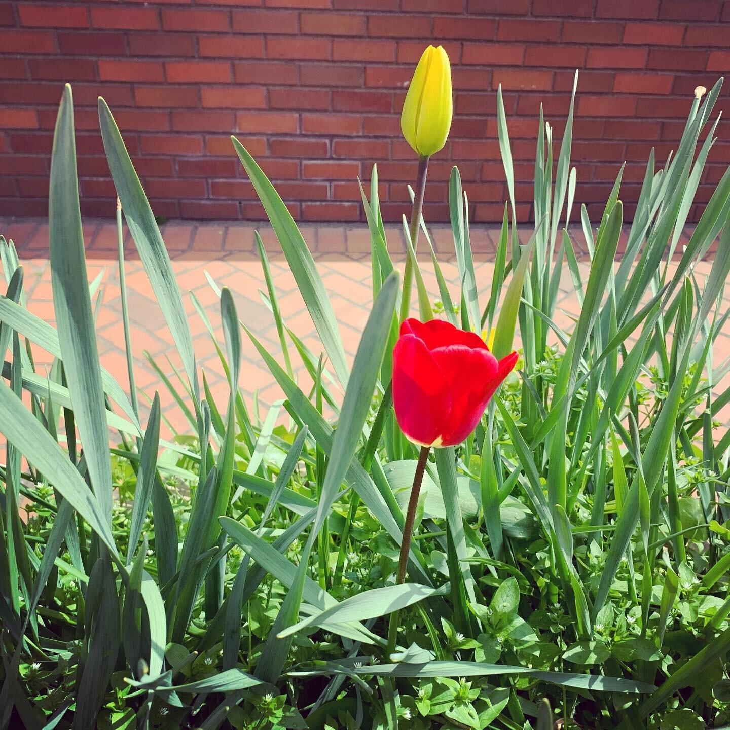 spring at school 🌱