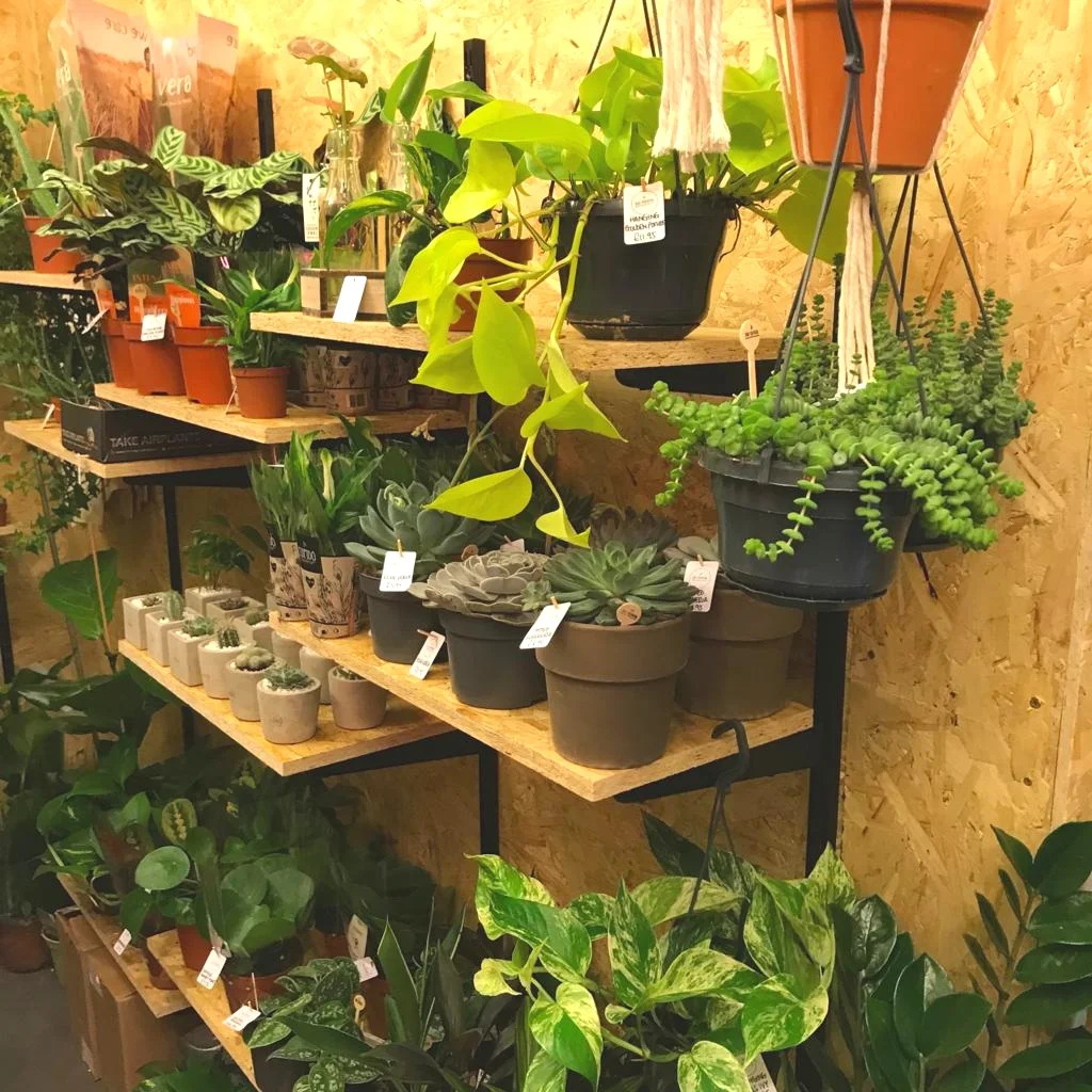 botanical2.jpg