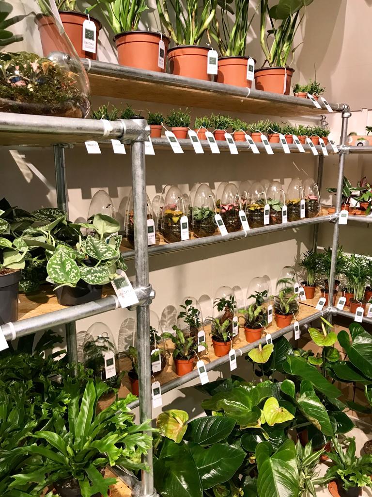 plantden.jpeg