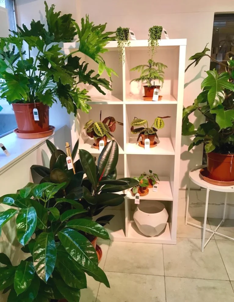 plantden2.jpg