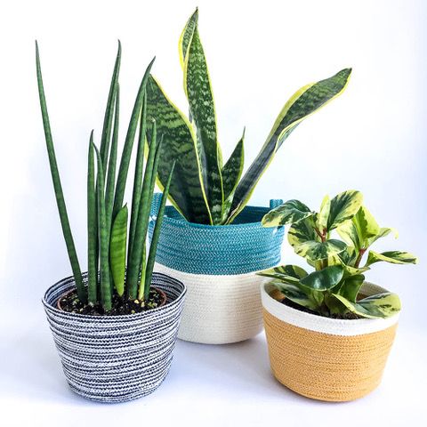 twig-indoor-plant-pots-collection-cot-pot-mixed-4.jpeg