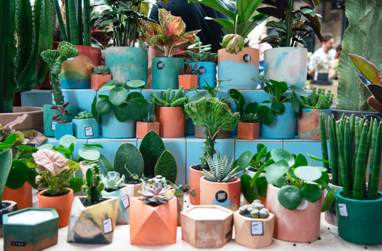 Plantstraws — Green Rooms Market
