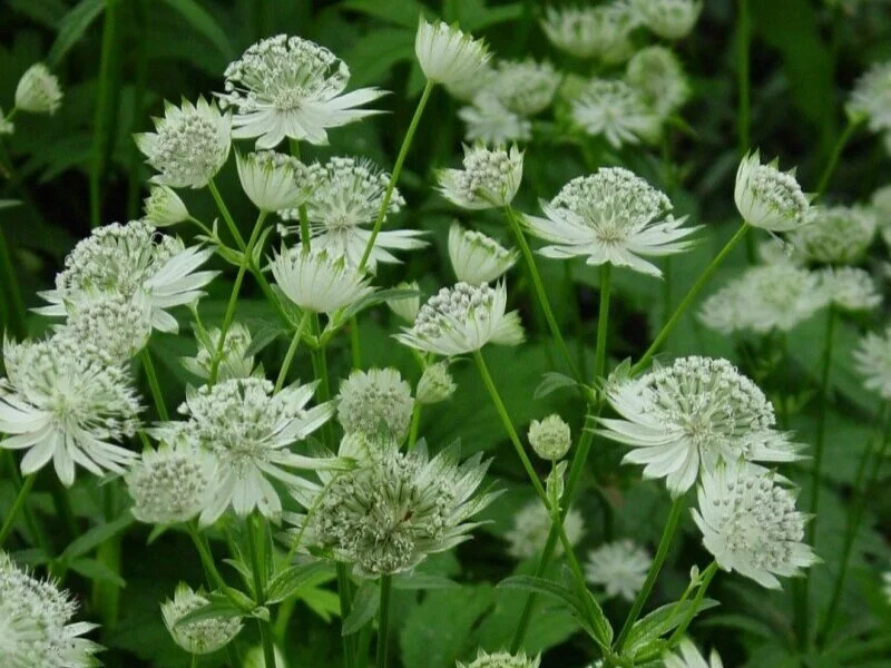 astrantia-major-10903.jpg