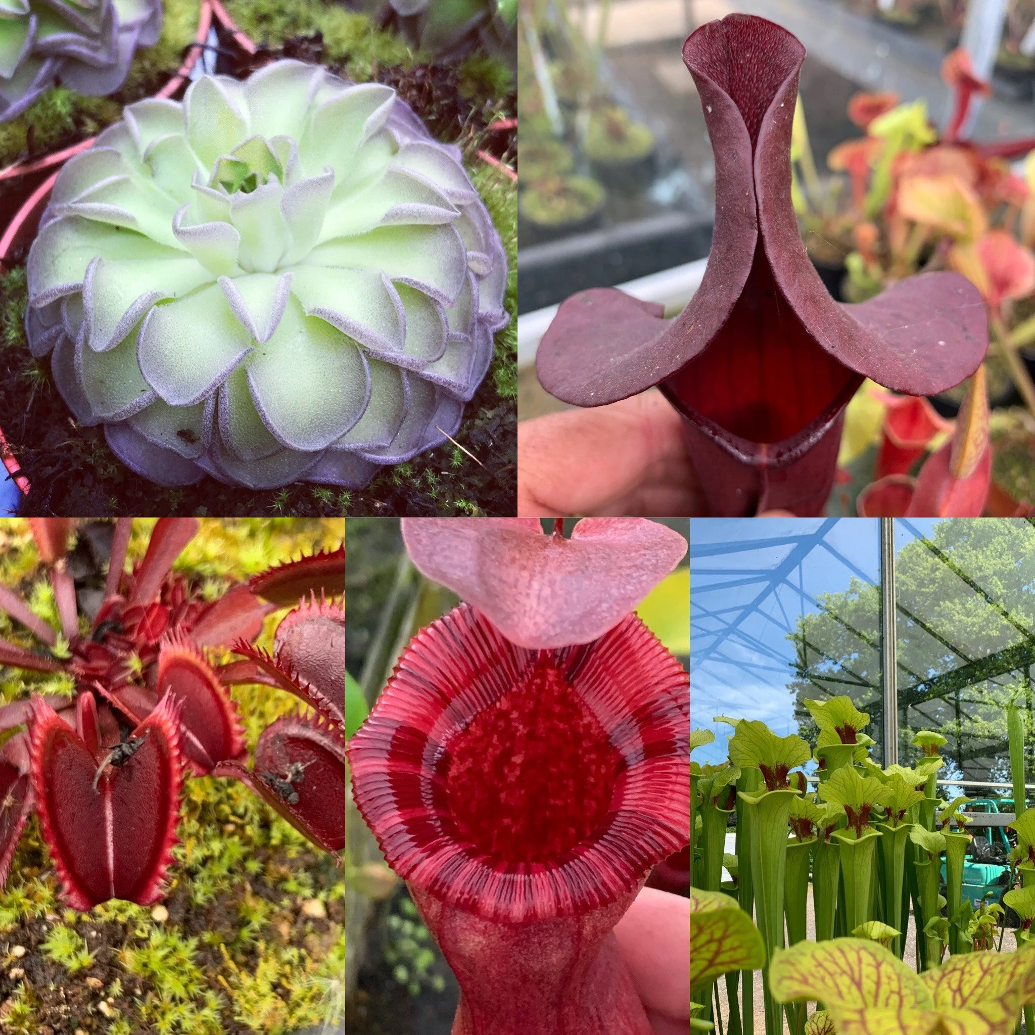 All About Carnivorous Plants 