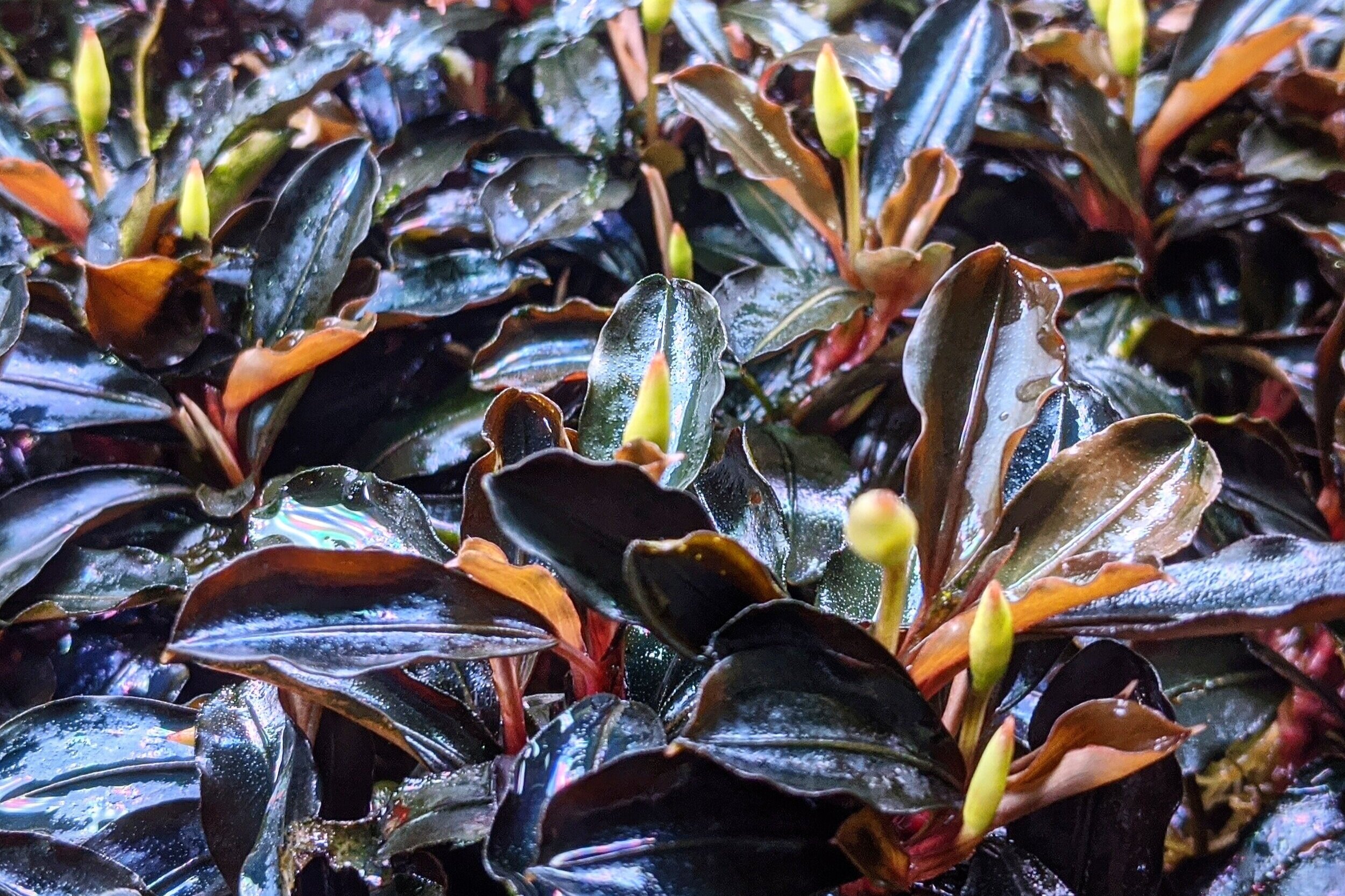 Bucephalandra