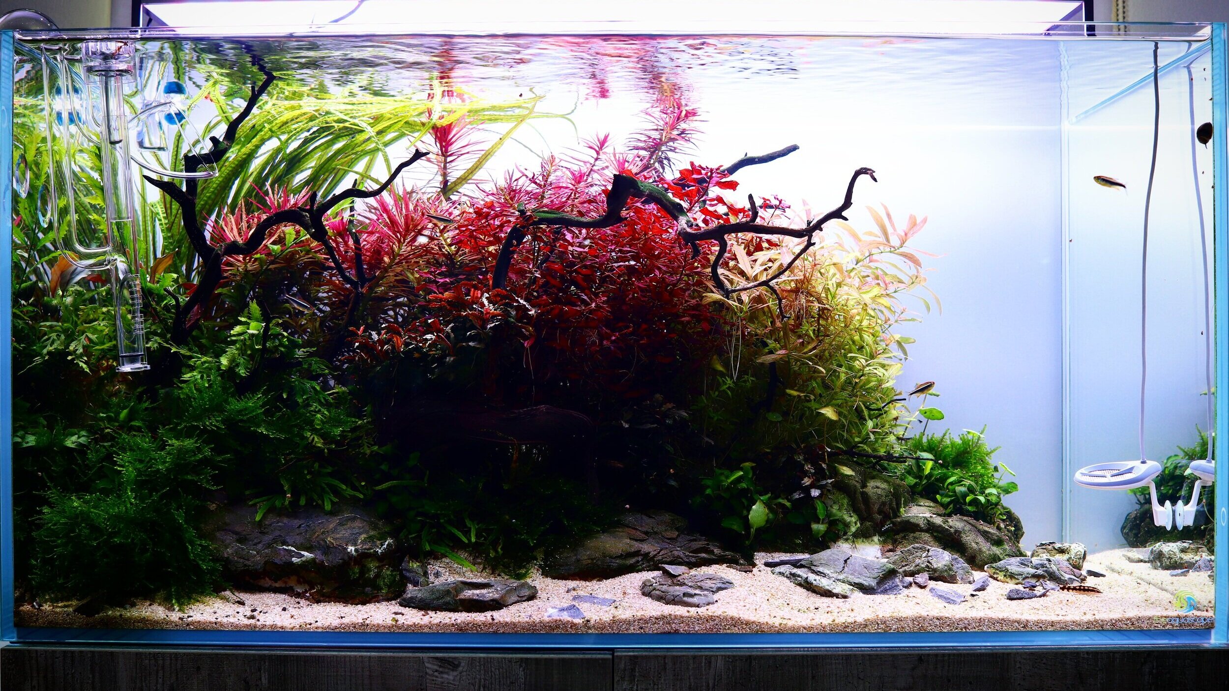 Aquascaper+900.jpg