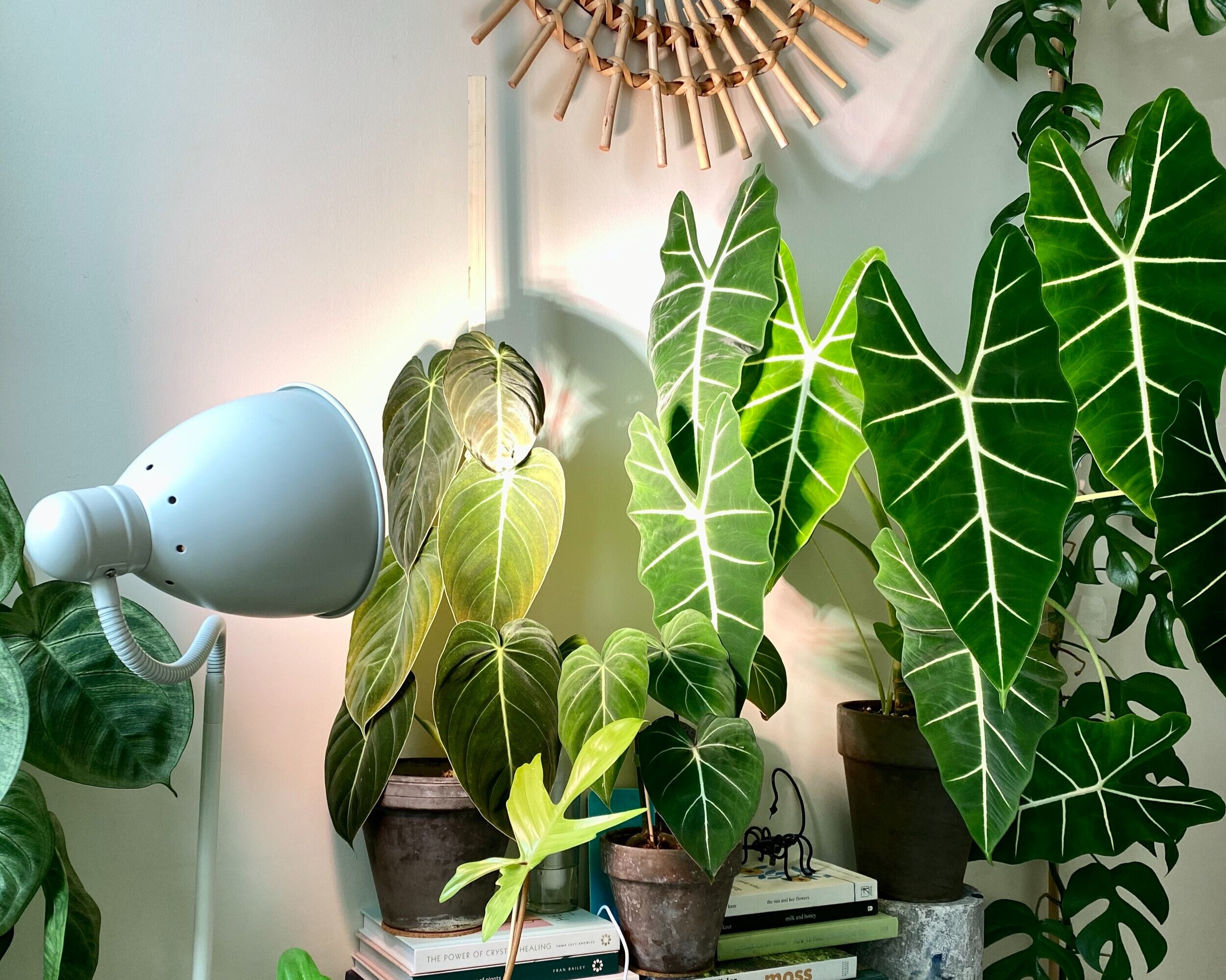 Aké svetlo bude pestovať rastliny v interiéri