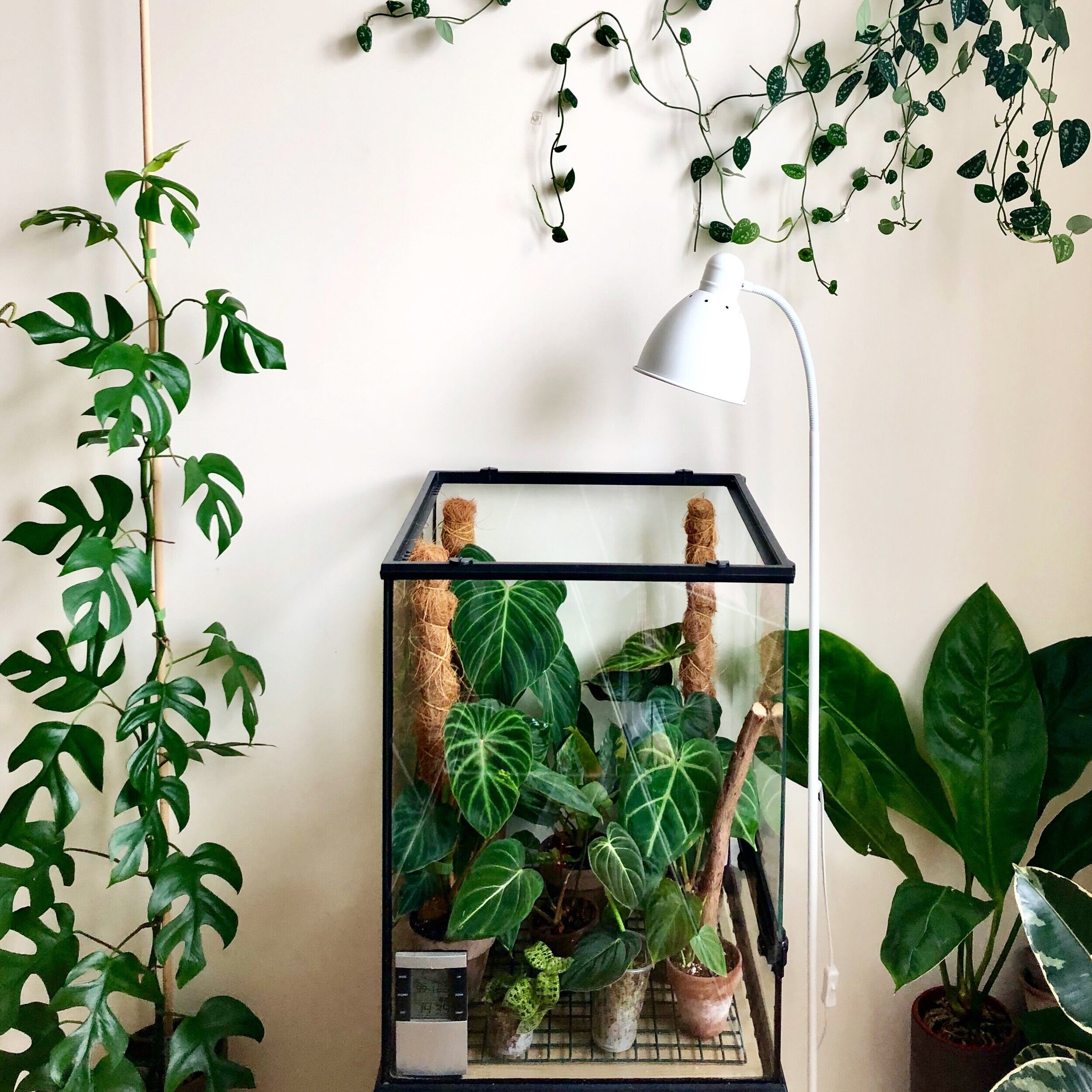 Indoor house plant grow lights