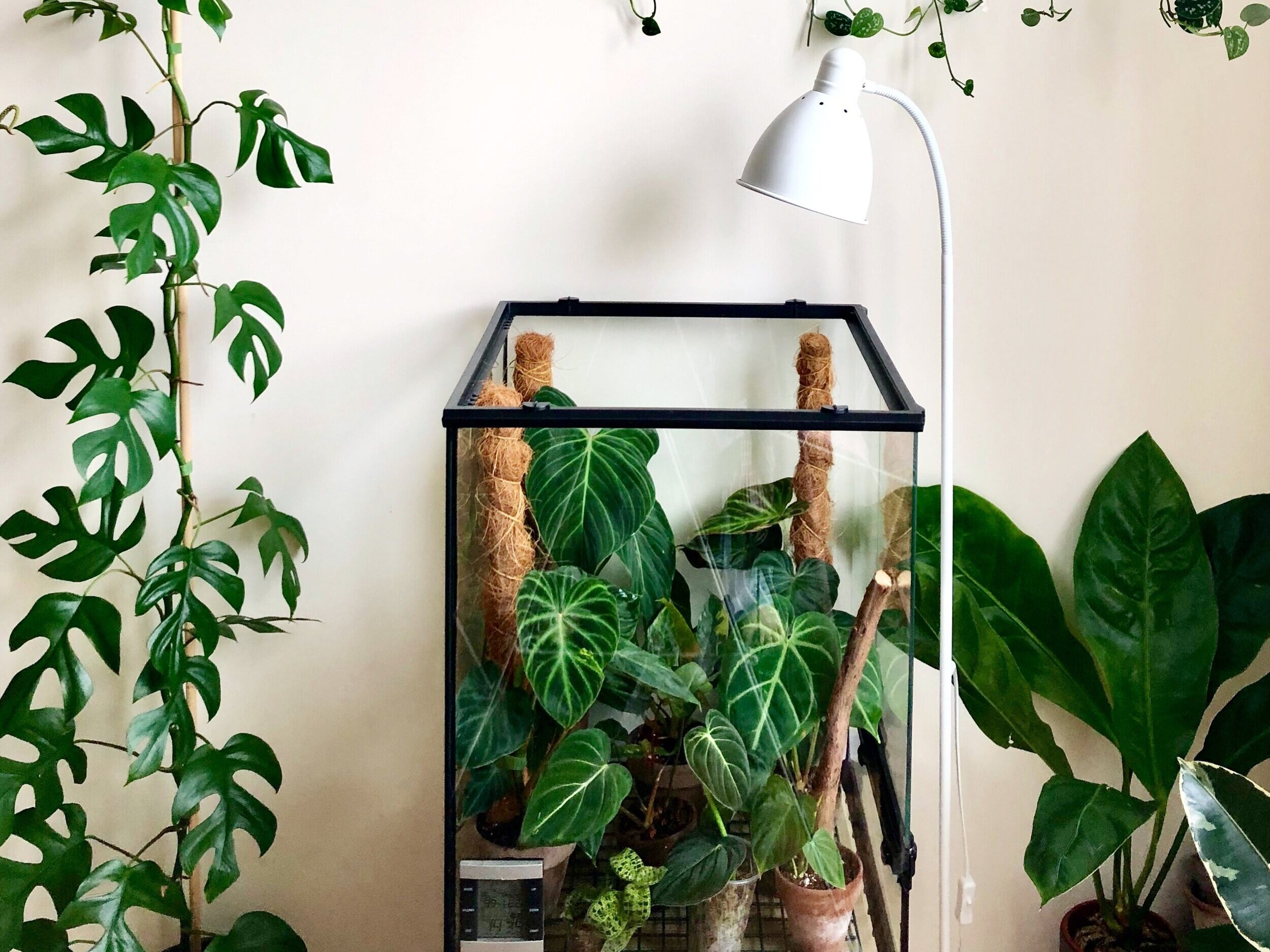 Postnummer anspore Optimal Grow lights as recommended by house plant enthusiasts — Green Rooms Market