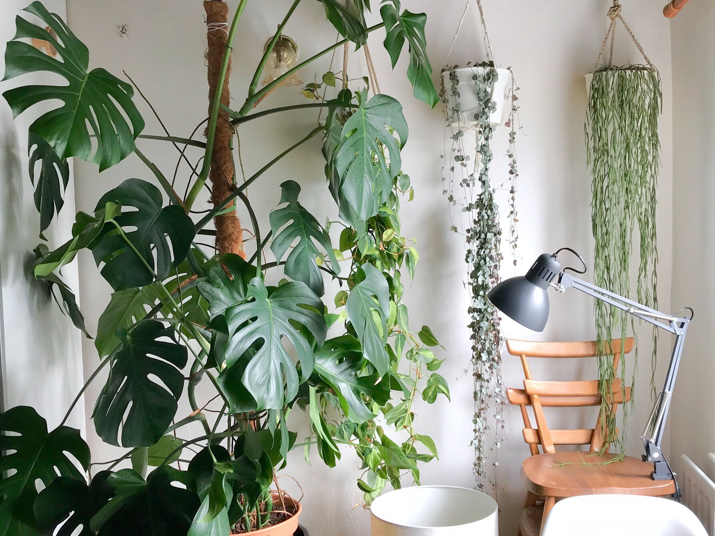 Grow Lights As Recommended By House Plant Enthusiasts Green Rooms Market