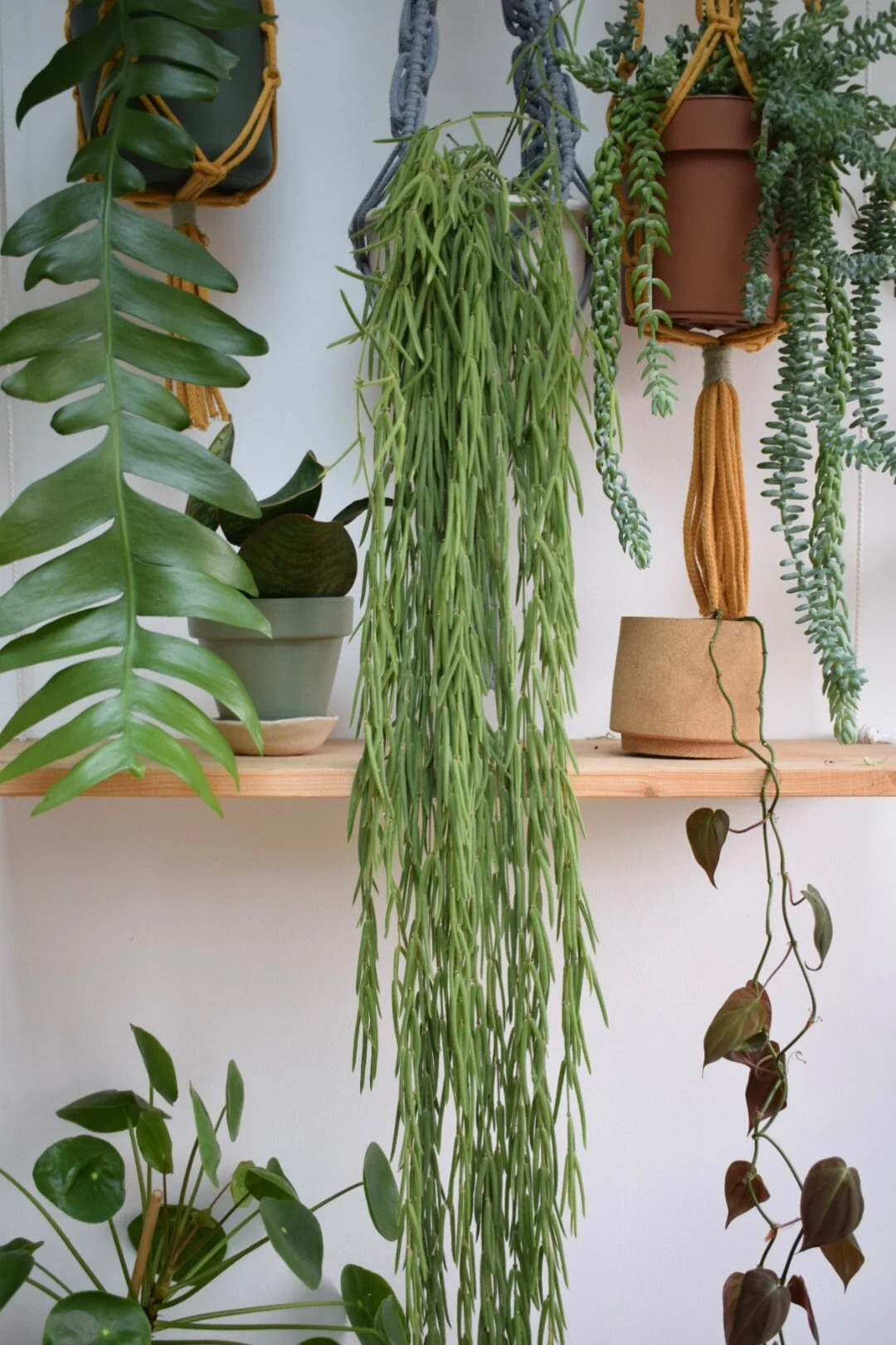 Plant Profile: Hoya linearis