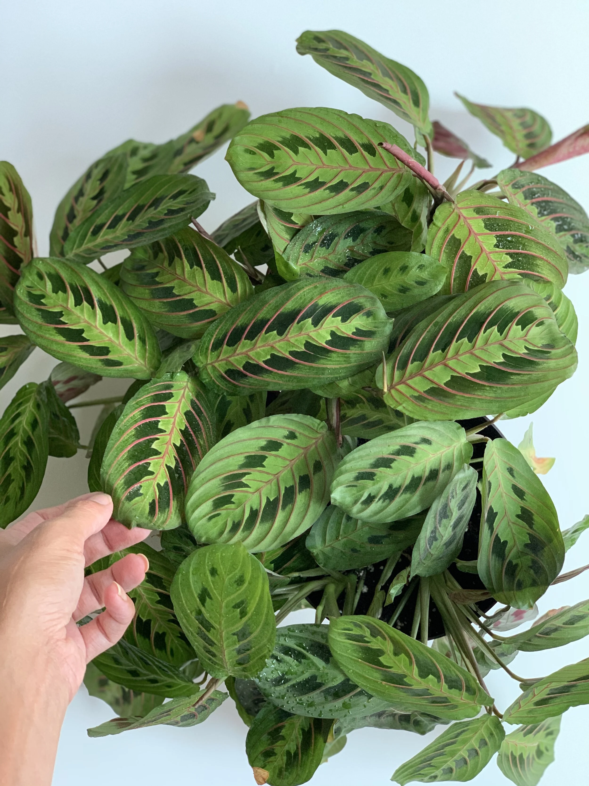 Plant Profile: Maranta