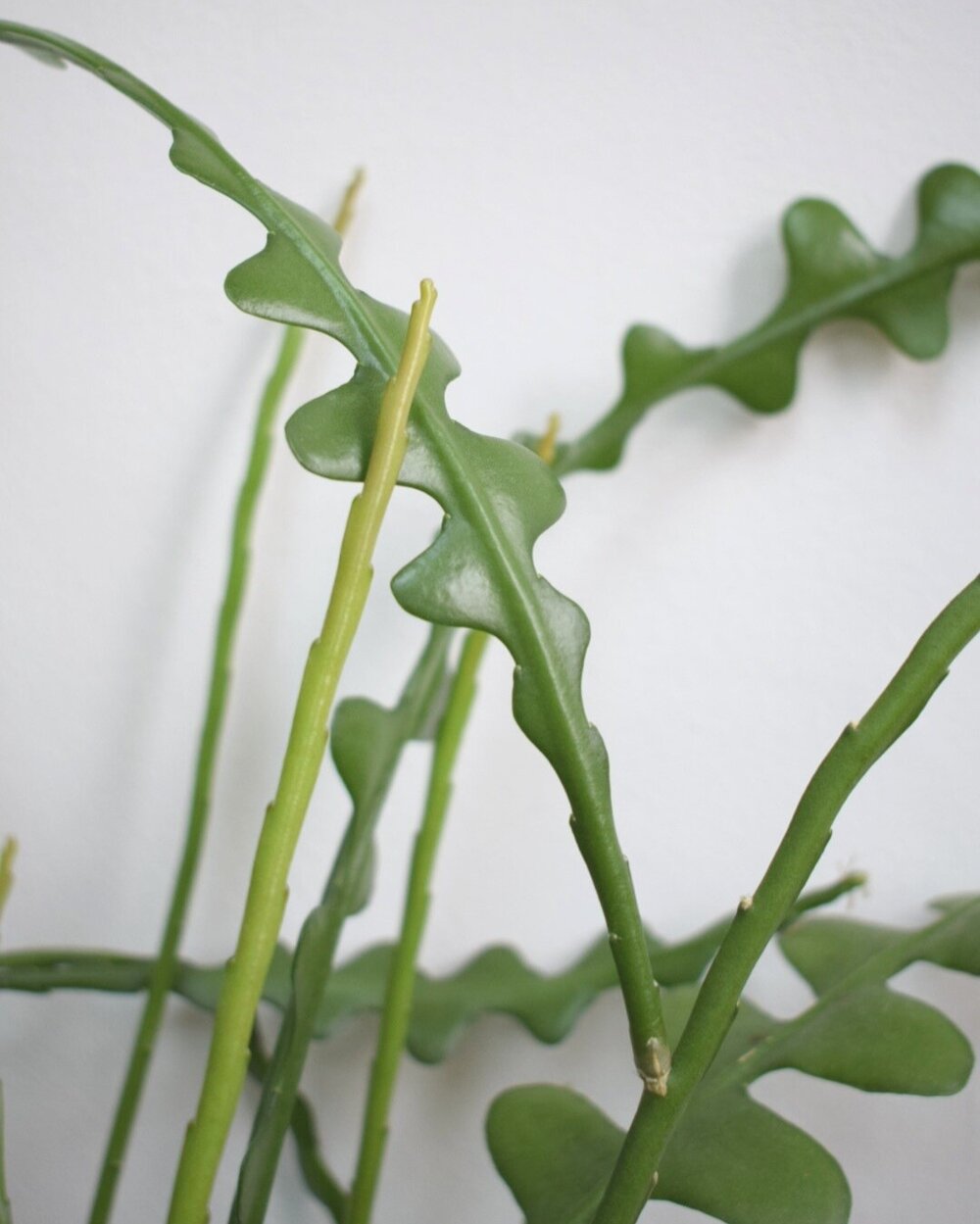 Plant Profile Fishbone Cactus Epiphyllum anguliger — Green ...
