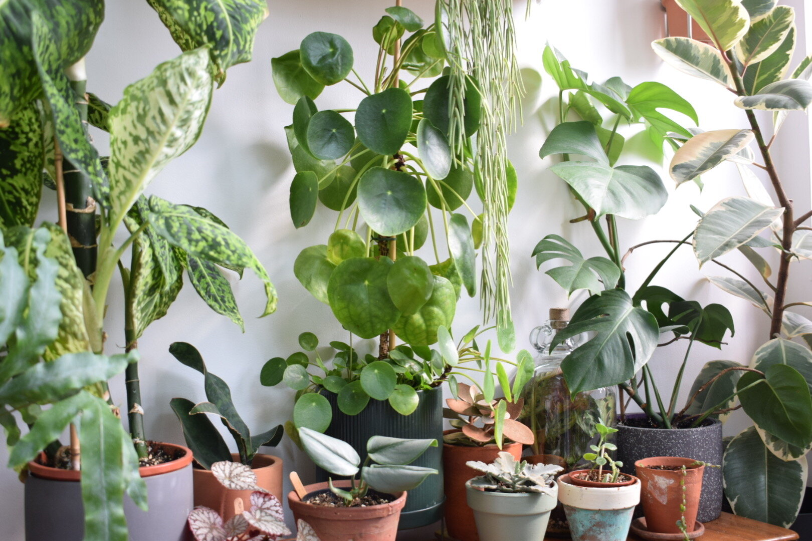 Houseplant guide for beginners — Green Rooms Market