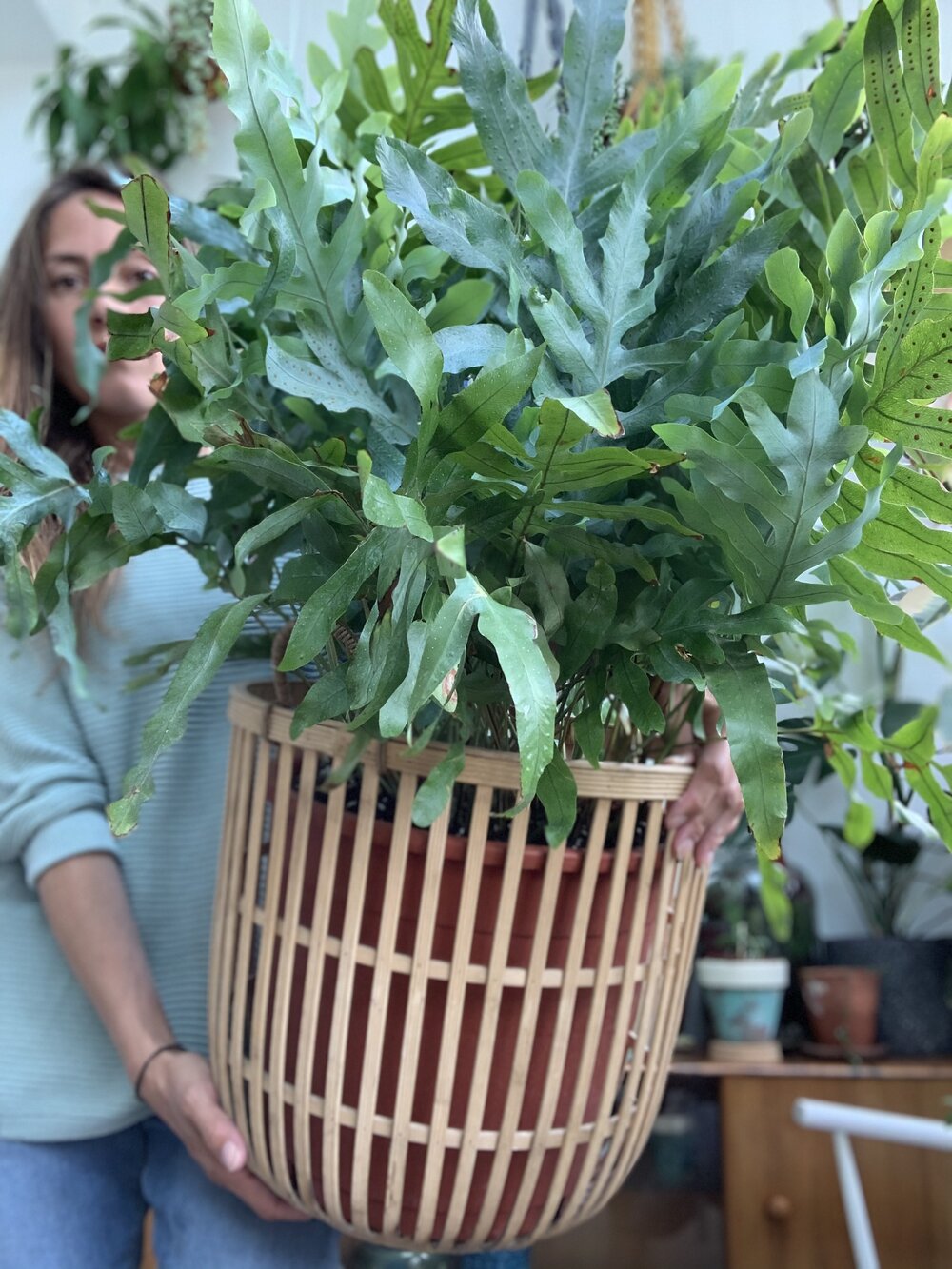 Plant Profile Blue Star Fern Phlebodium aureum — Green Rooms Market