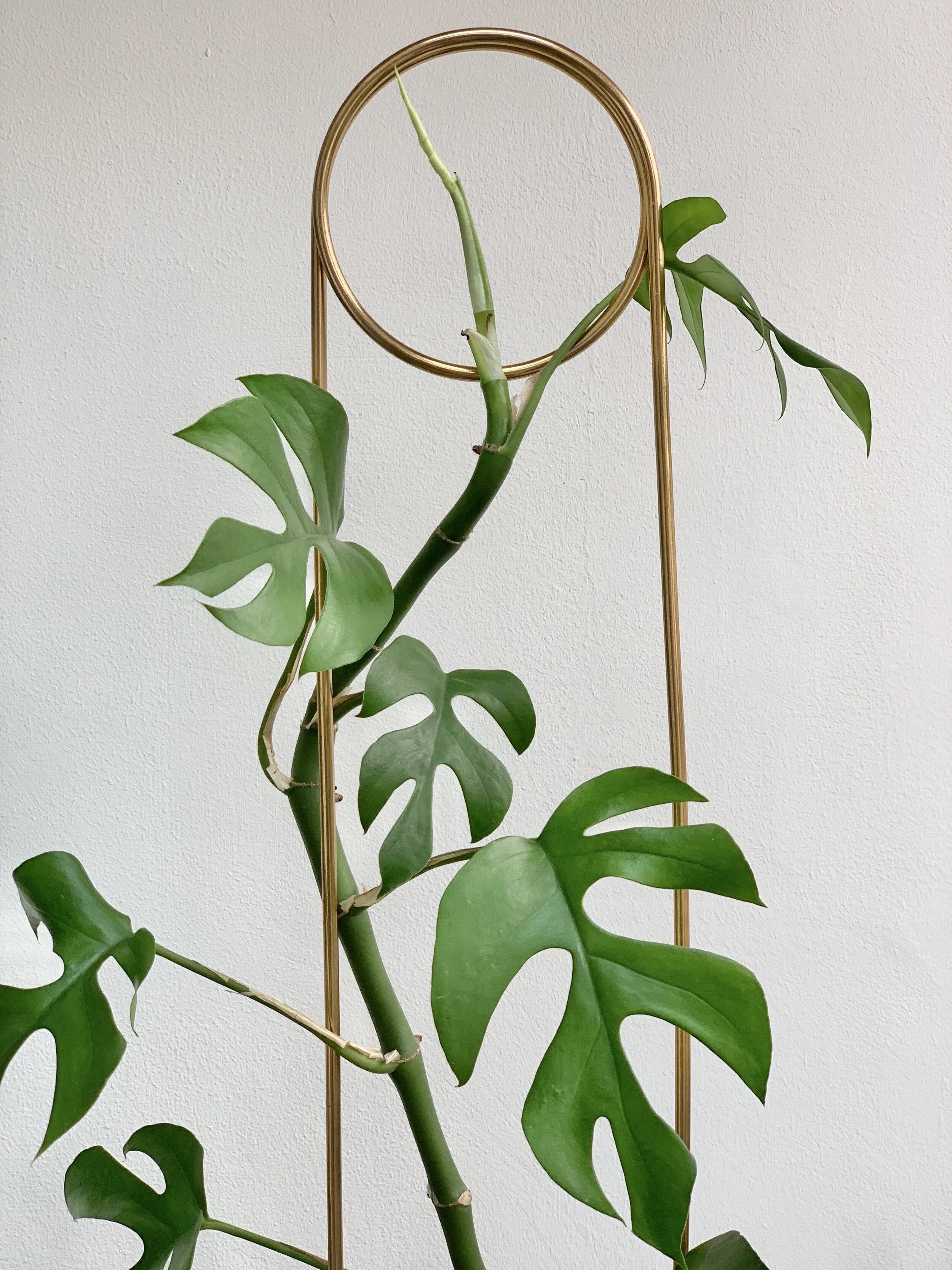 Plant Profile: Rhaphidophora tetrasperma