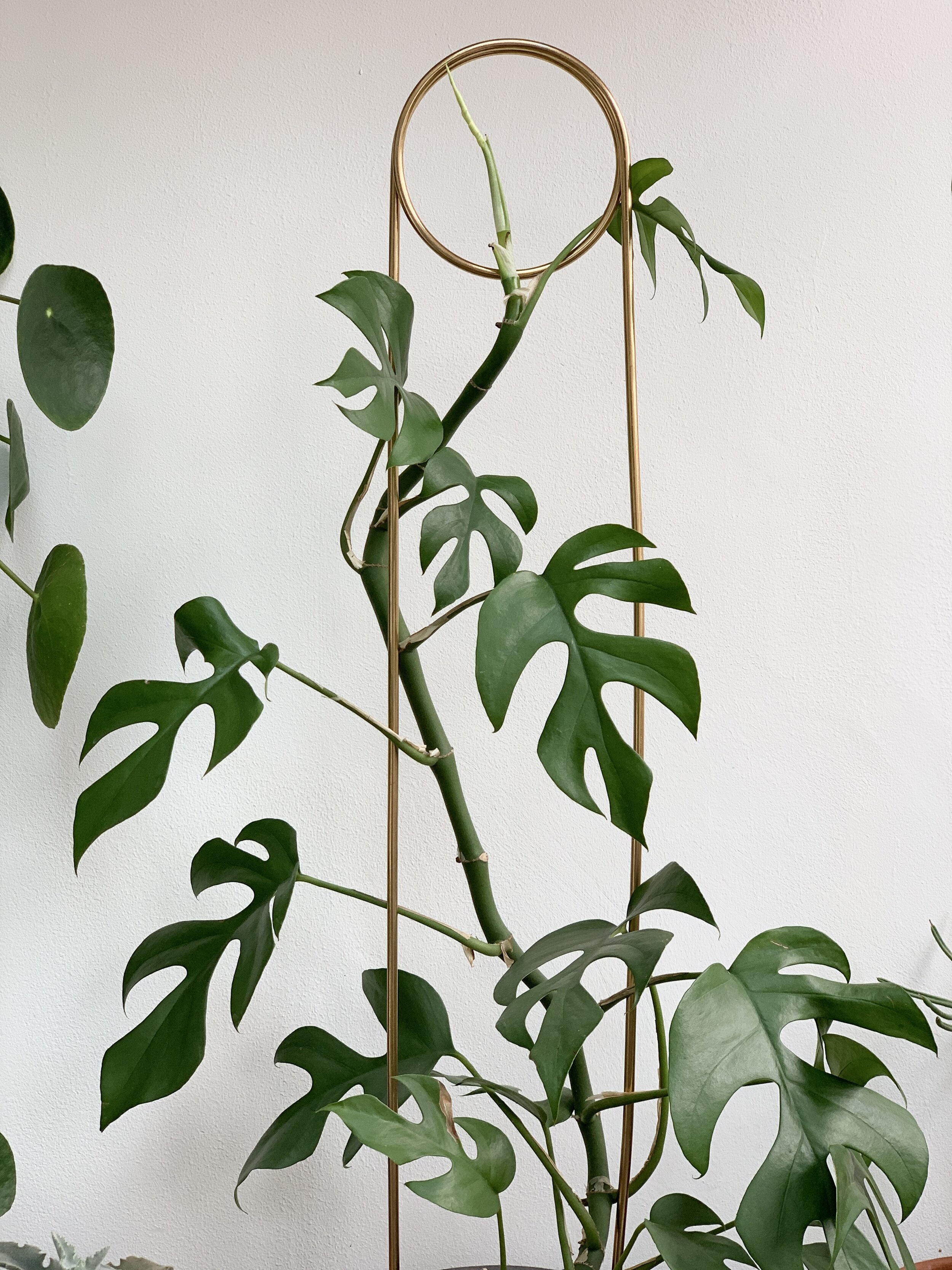plant profile: rhaphidophora tetrasperma — green rooms market