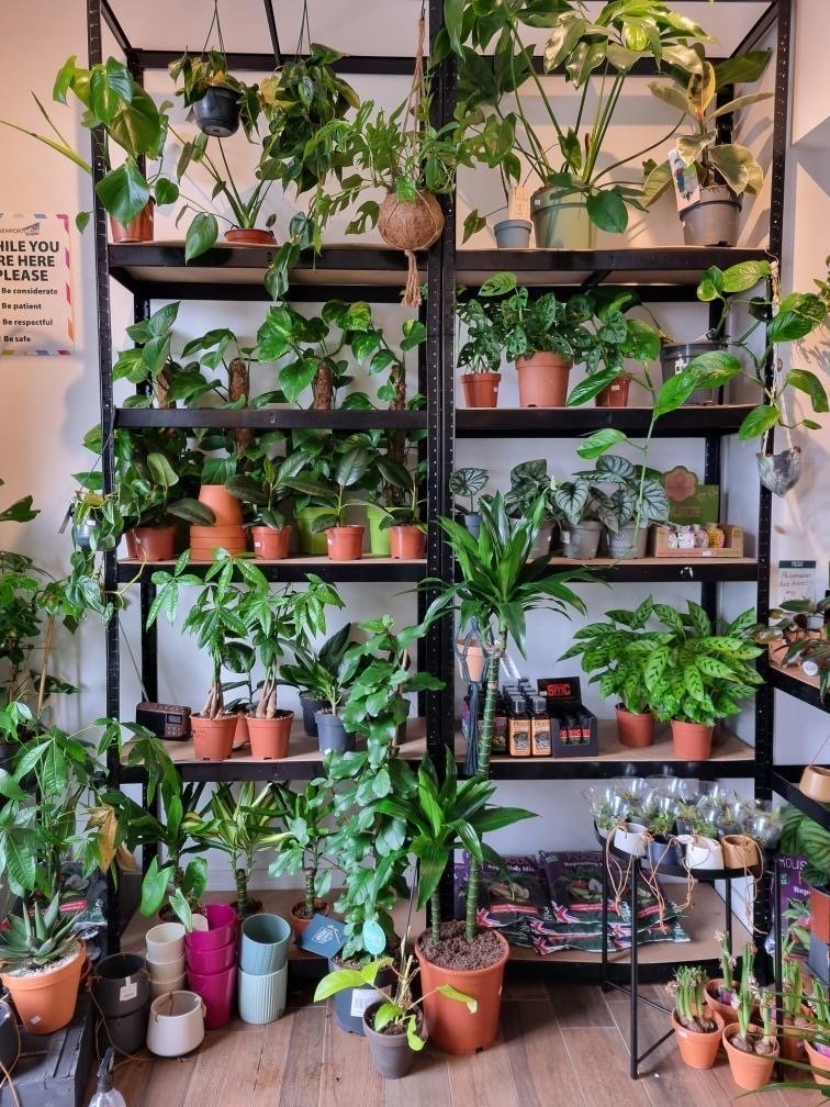 Plant filled shelves at Nettle and Bark plant shop