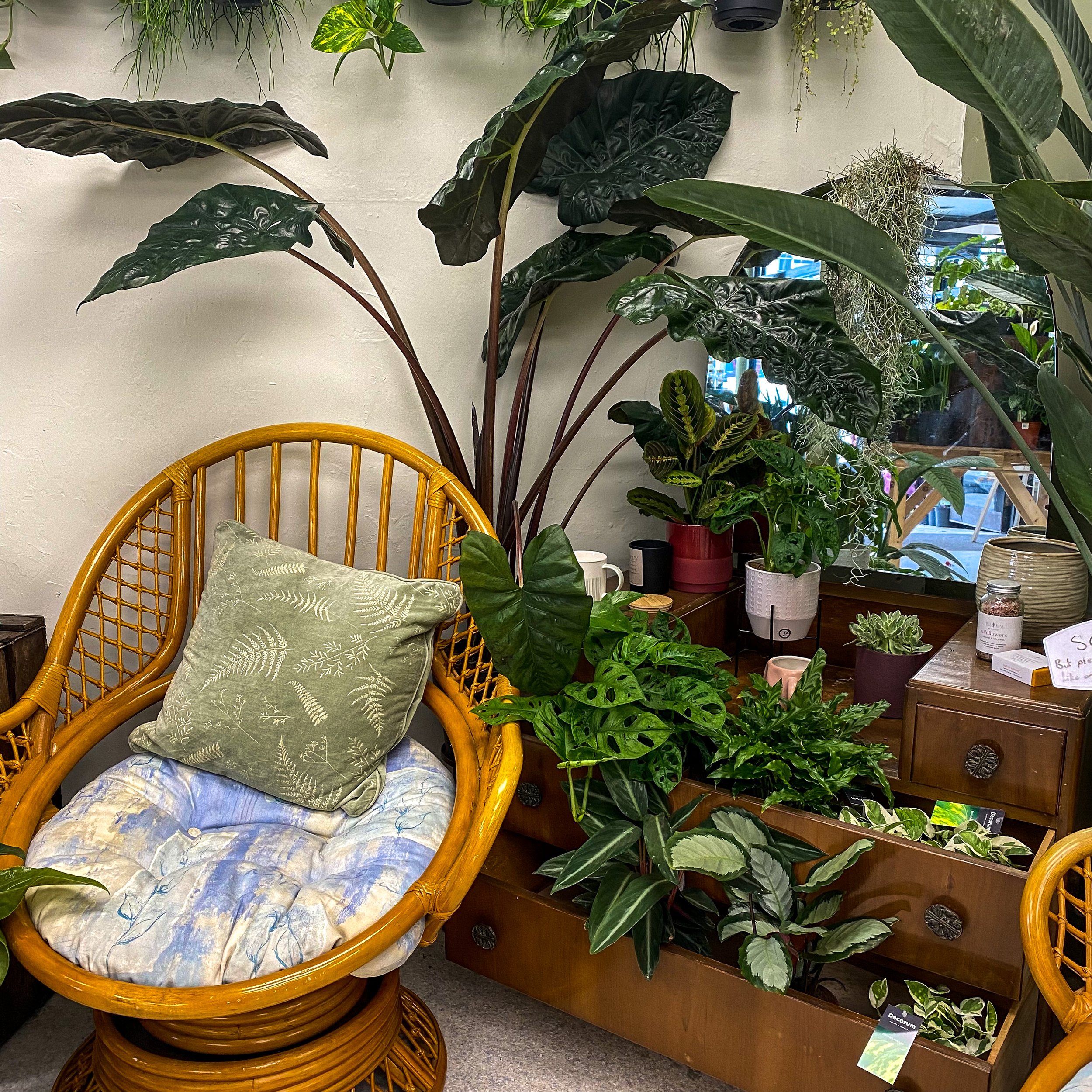 Botanical babe plant shop