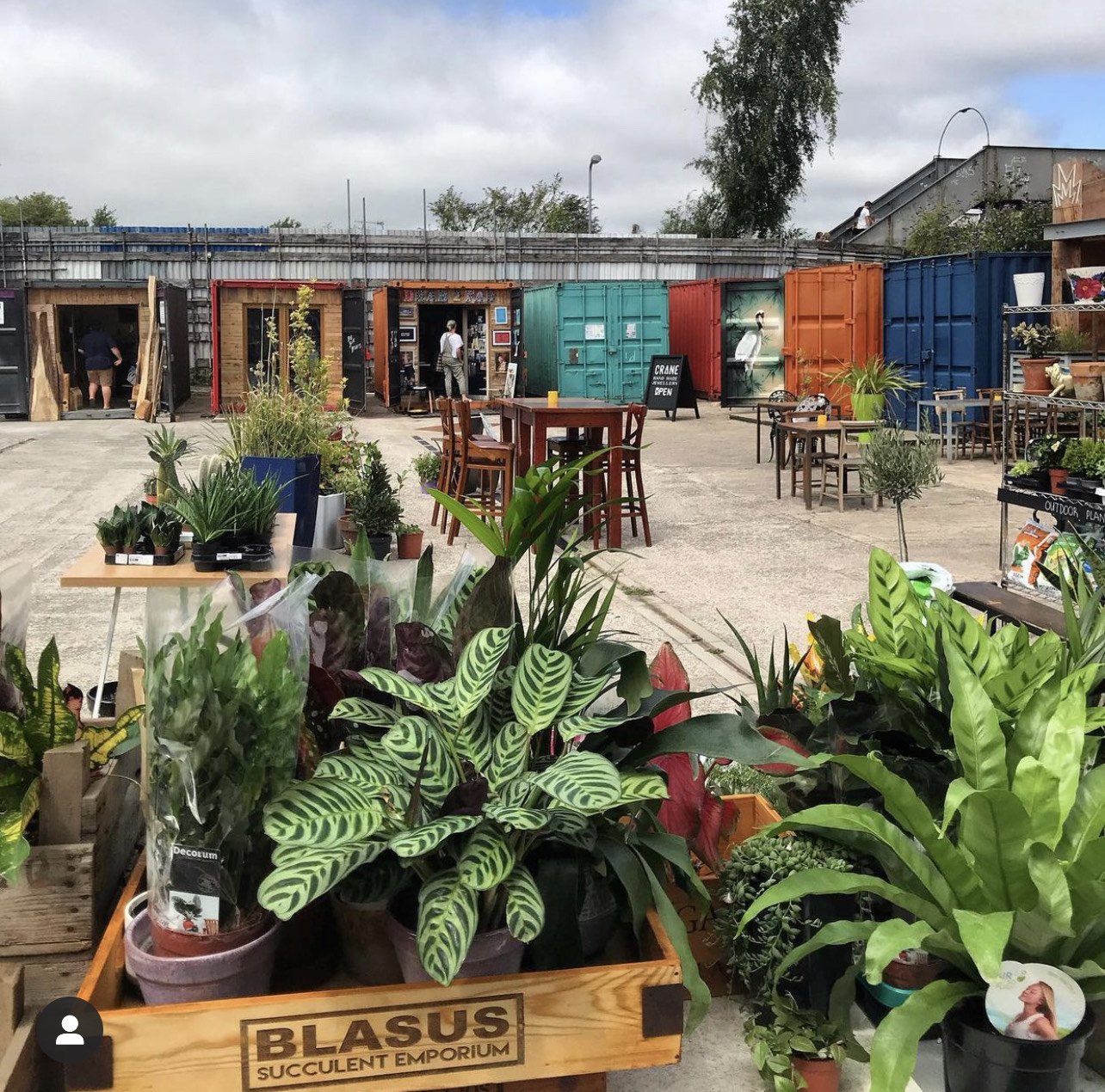 Blasus succulent emporium