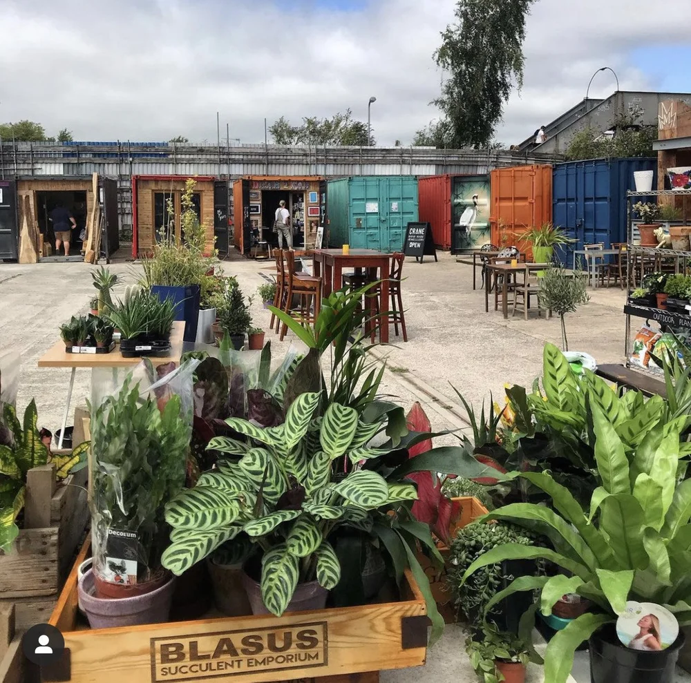Blasus succulent emporium