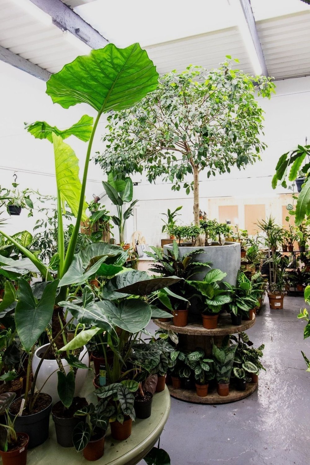 The Elephants Ear plant shop