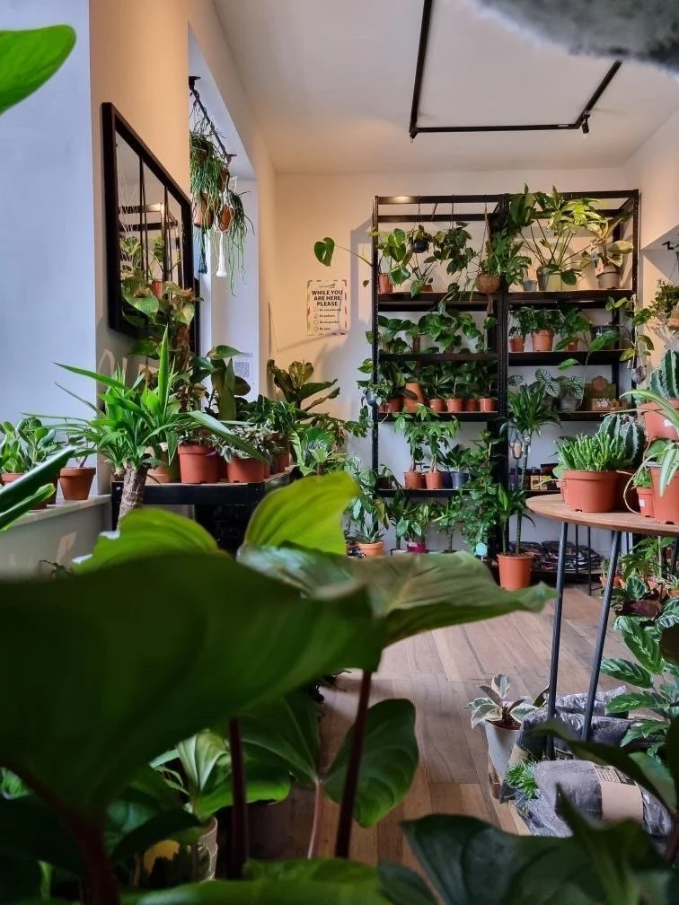 Houseplant shops of Wales